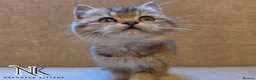 British Shorthair cats for sale: GCCF British Shorthair Babies Ready Soon 🐱 - Advert 27