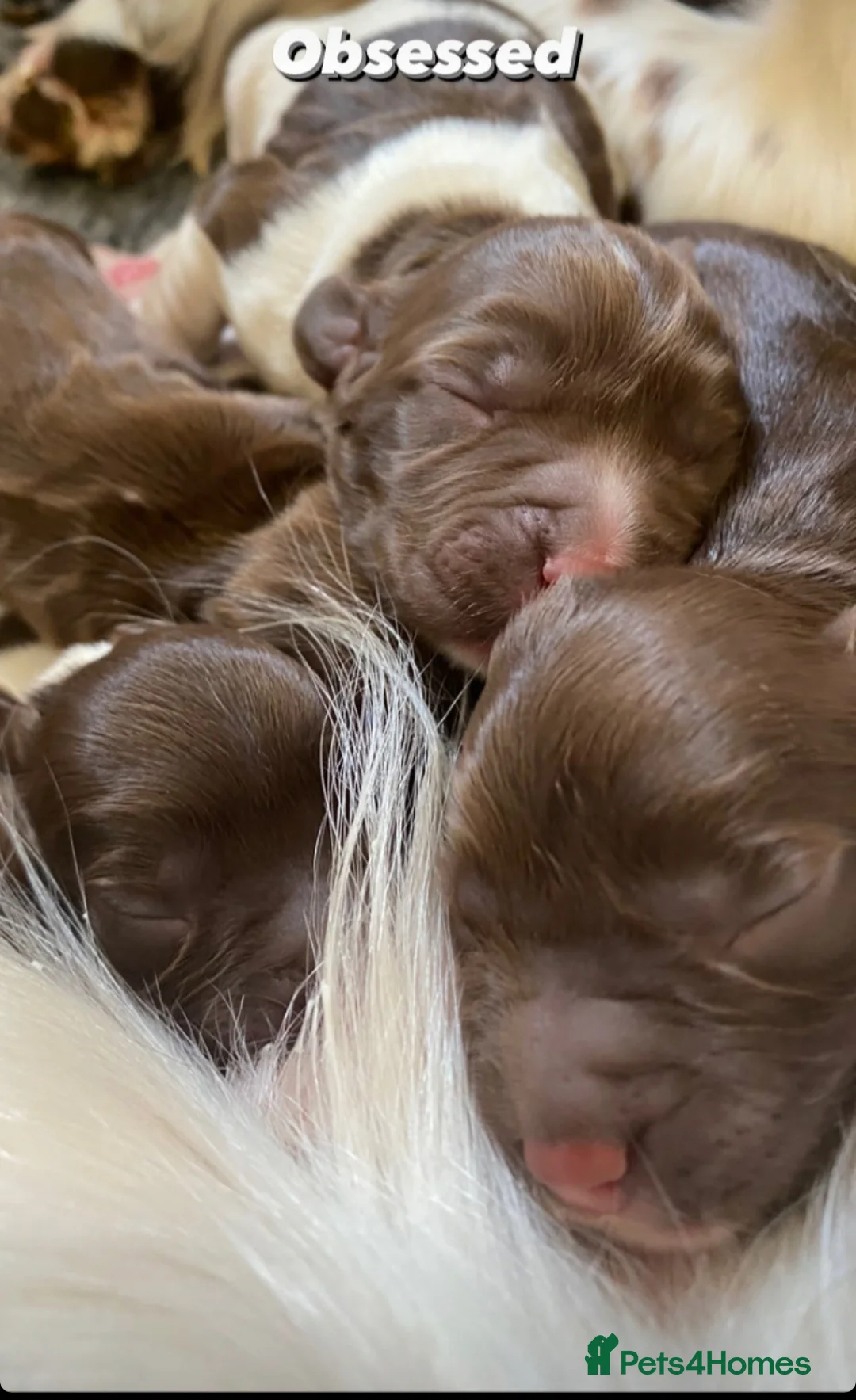 English Springer Spaniel dogs for stud: English Springer Spaniel Stud  in Derby - Advert 31