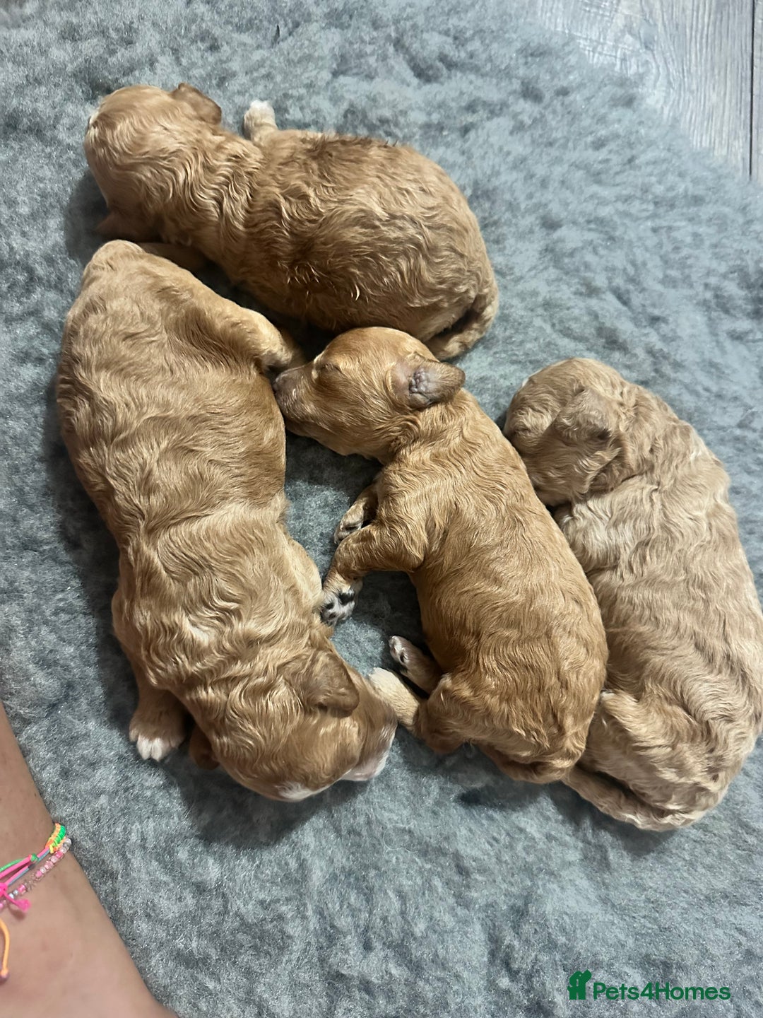 Poochon dogs for sale: Stunning coloured Poochons  - Image 5