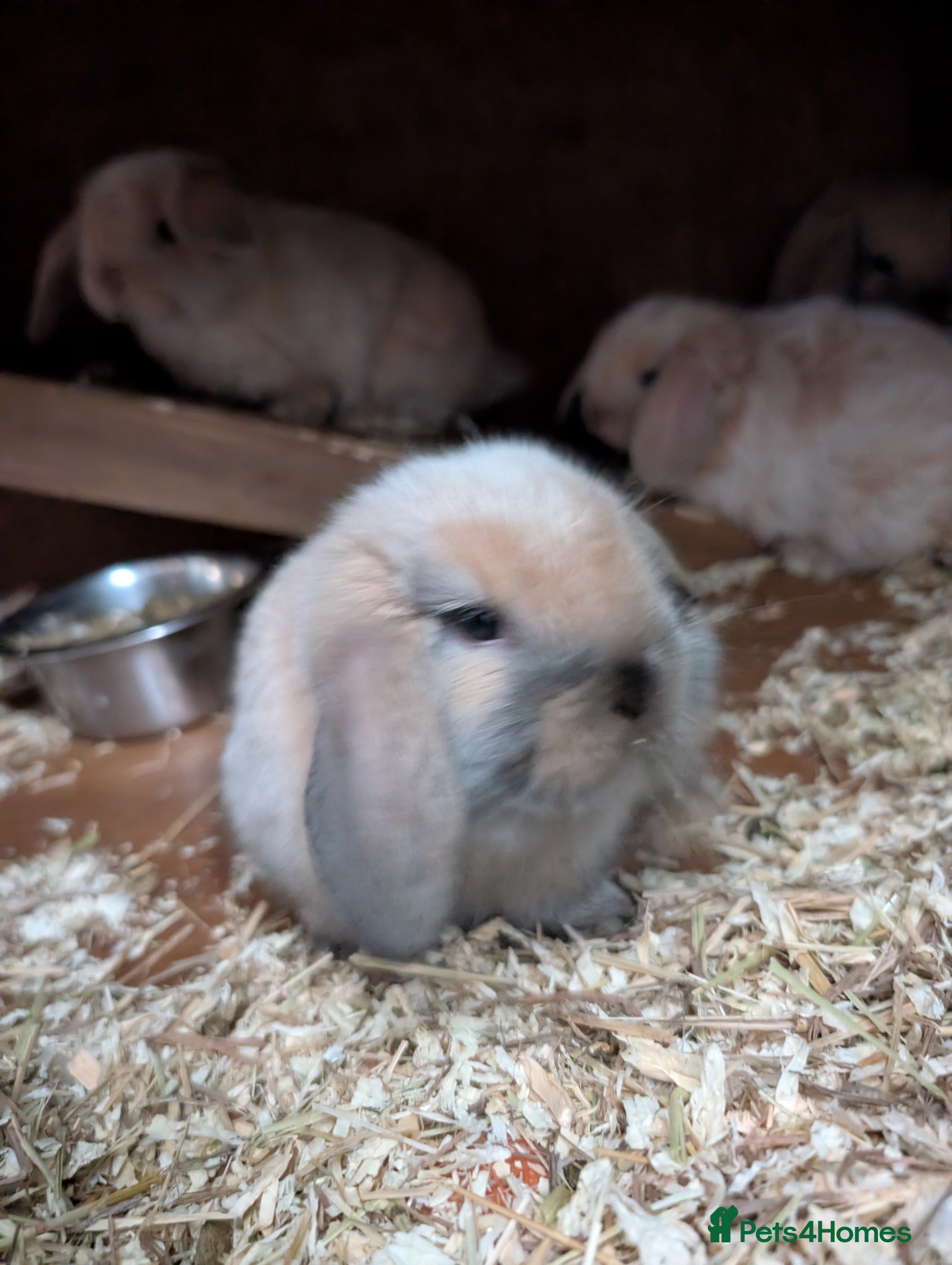 Mini Lop rabbits Five female Mini lops for sale - Advert 8