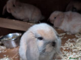 Mini Lop rabbits Five female Mini lops for sale - Advert 18