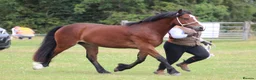 Welsh Section D horses for sale: Beautiful Welsh d gelding rising 4 - Advert 3