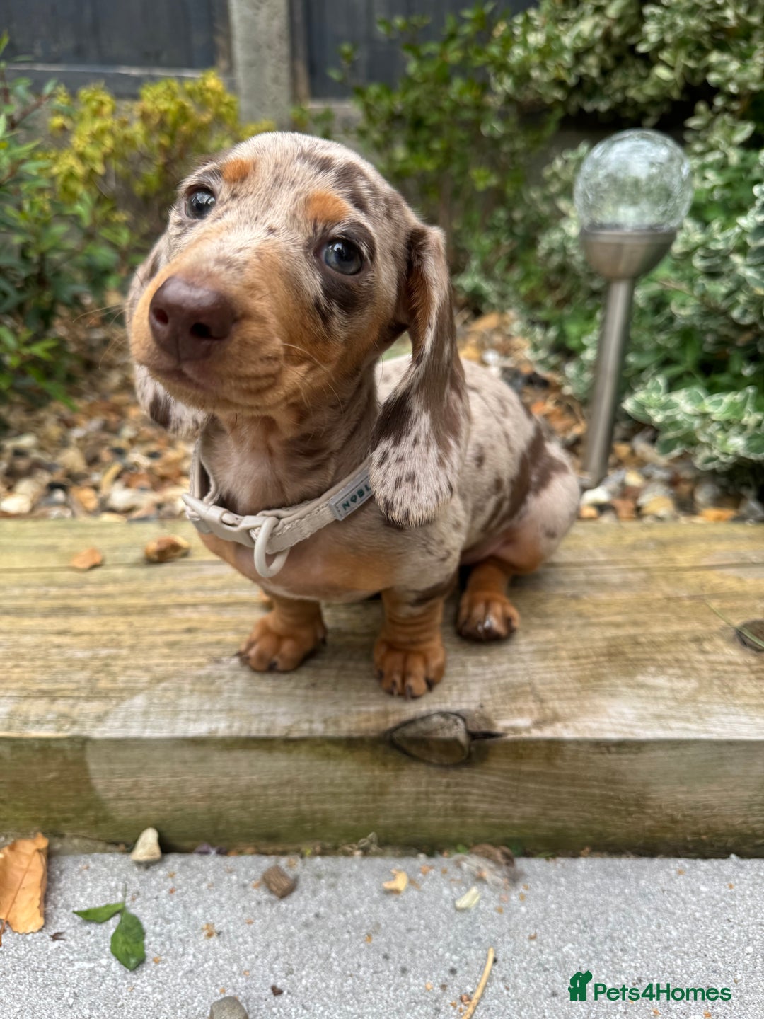 Miniature Dachshund dogs for sale: beautiful dapple miniature daschund girl🤍  - Advert 8