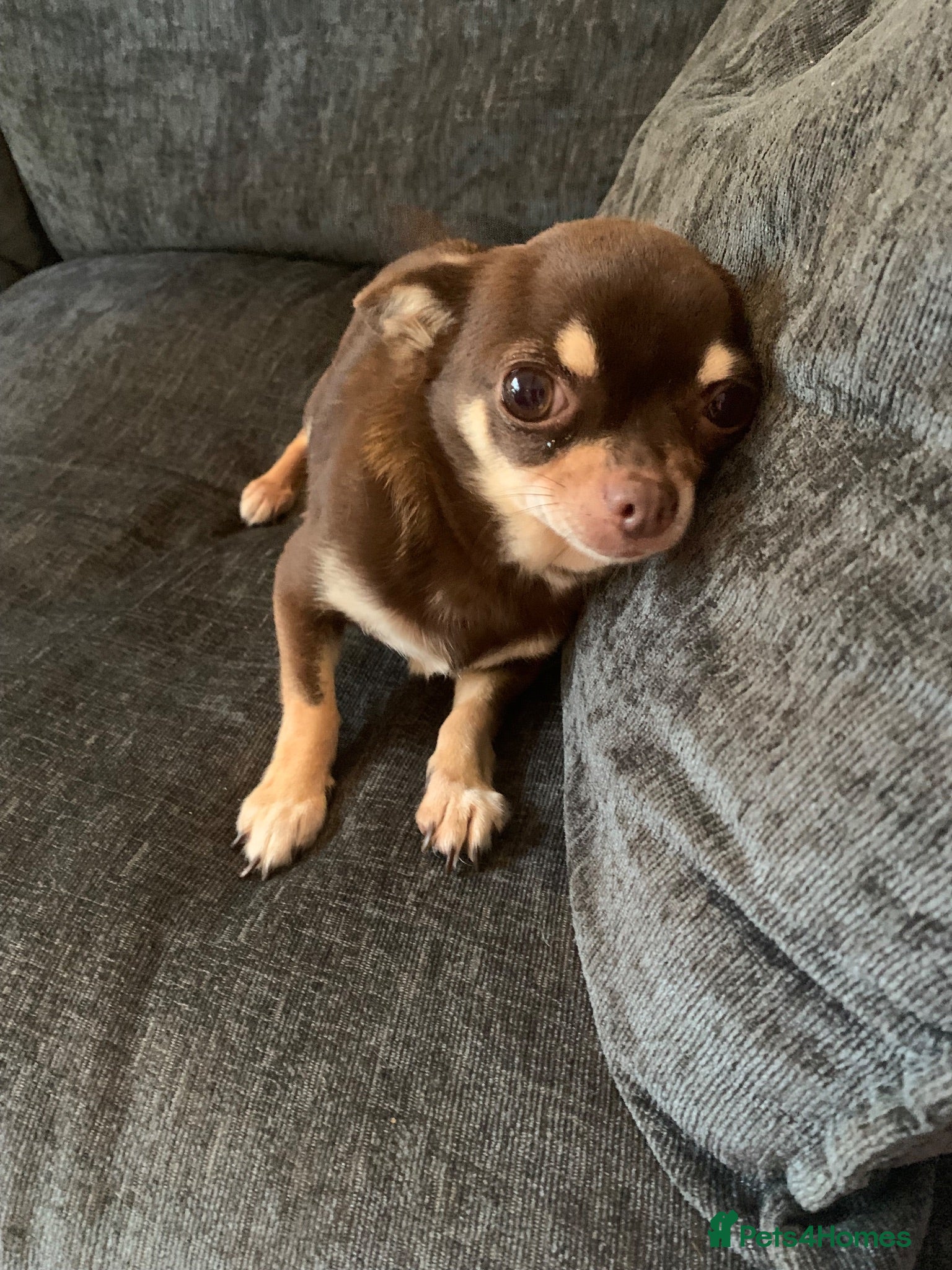 Chihuahua dogs Coco stunning chihuahua girl  - Advert 2