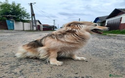 Mixed Breed dogs for adoption: 💖🐶 DOCHA 🐶💖 - Image 6