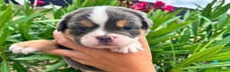 English Bulldog dogs for sale: Exceptional English Bulldog Puppies in Stockport - Advert 4