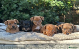 Mixed Breed dogs for sale: Gorgeous Jack Russell x Norfolk terrier pups  - Image 1