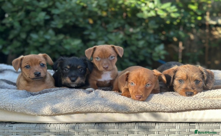 Mixed Breed dogs - Advert 1