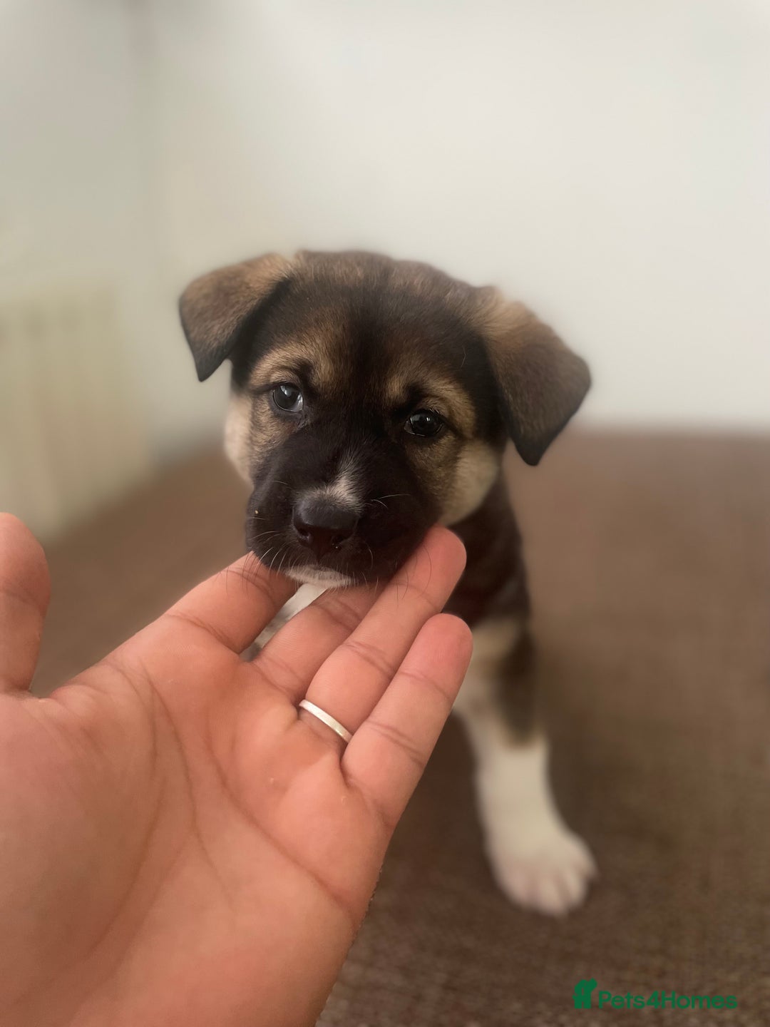 Huskita dogs for sale: akkita mix hussky - Image 12