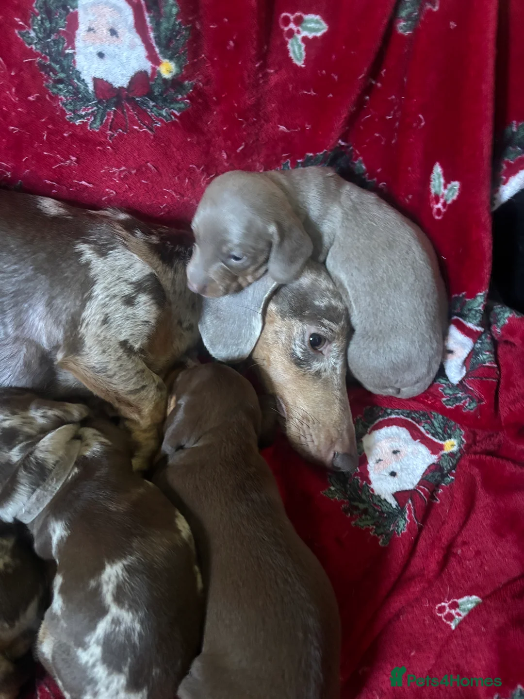 Miniature Dachshund dogs for sale: Stunning miniature dachshund puppies  - Advert 3