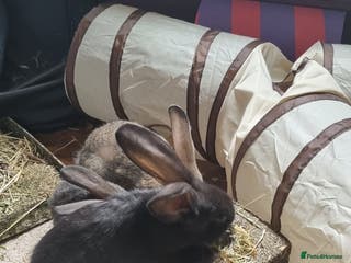 Continental Giant rabbits Back continental rabbits - Advert 1