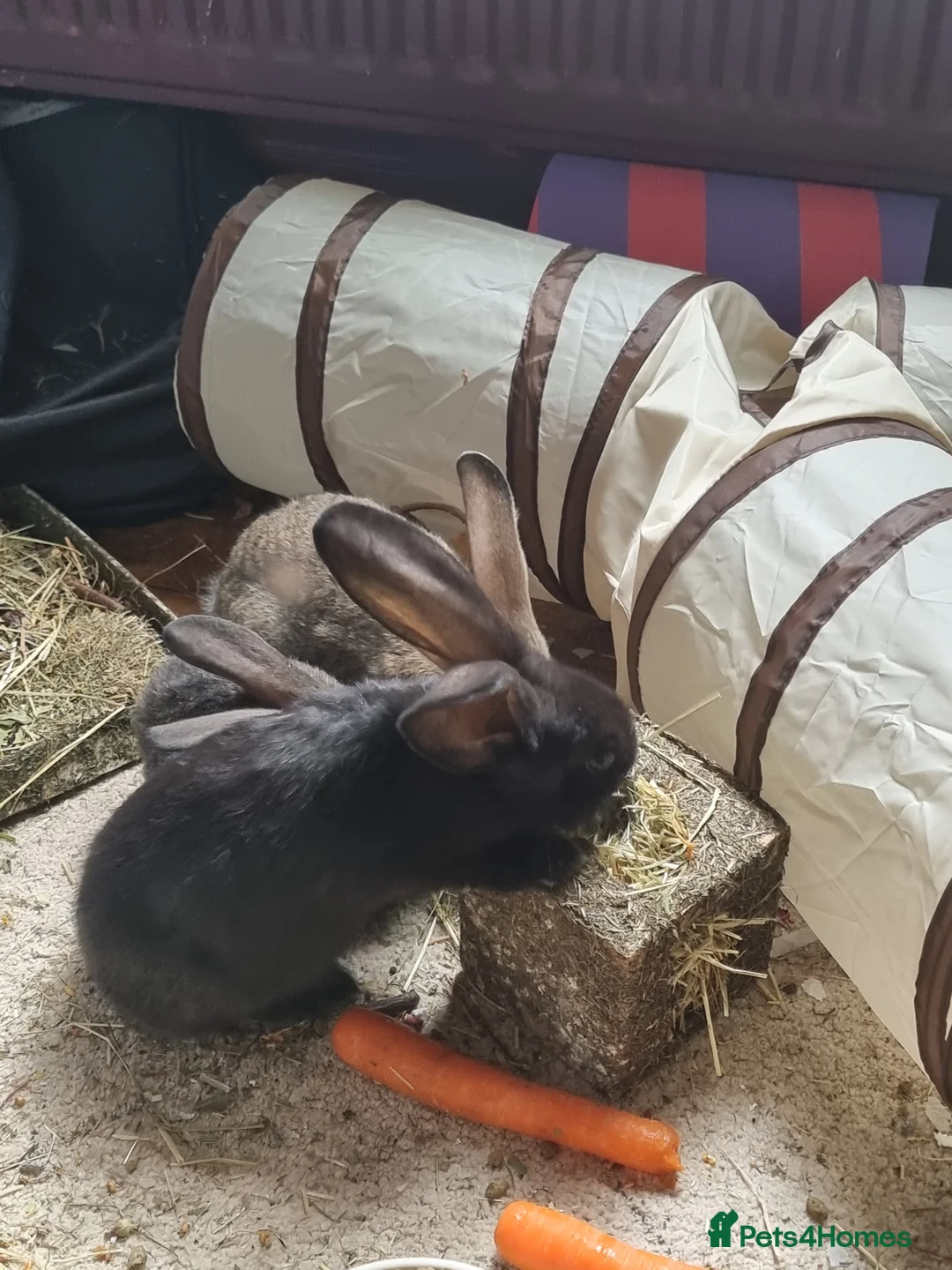 Continental Giant rabbits for sale: Black continental giant rabbits  - Advert 12