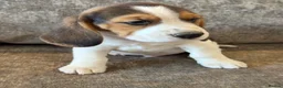 Beagle dogs for sale: TRUE SHOW TYPE KC REGISTERED BEAGLES - Advert 15