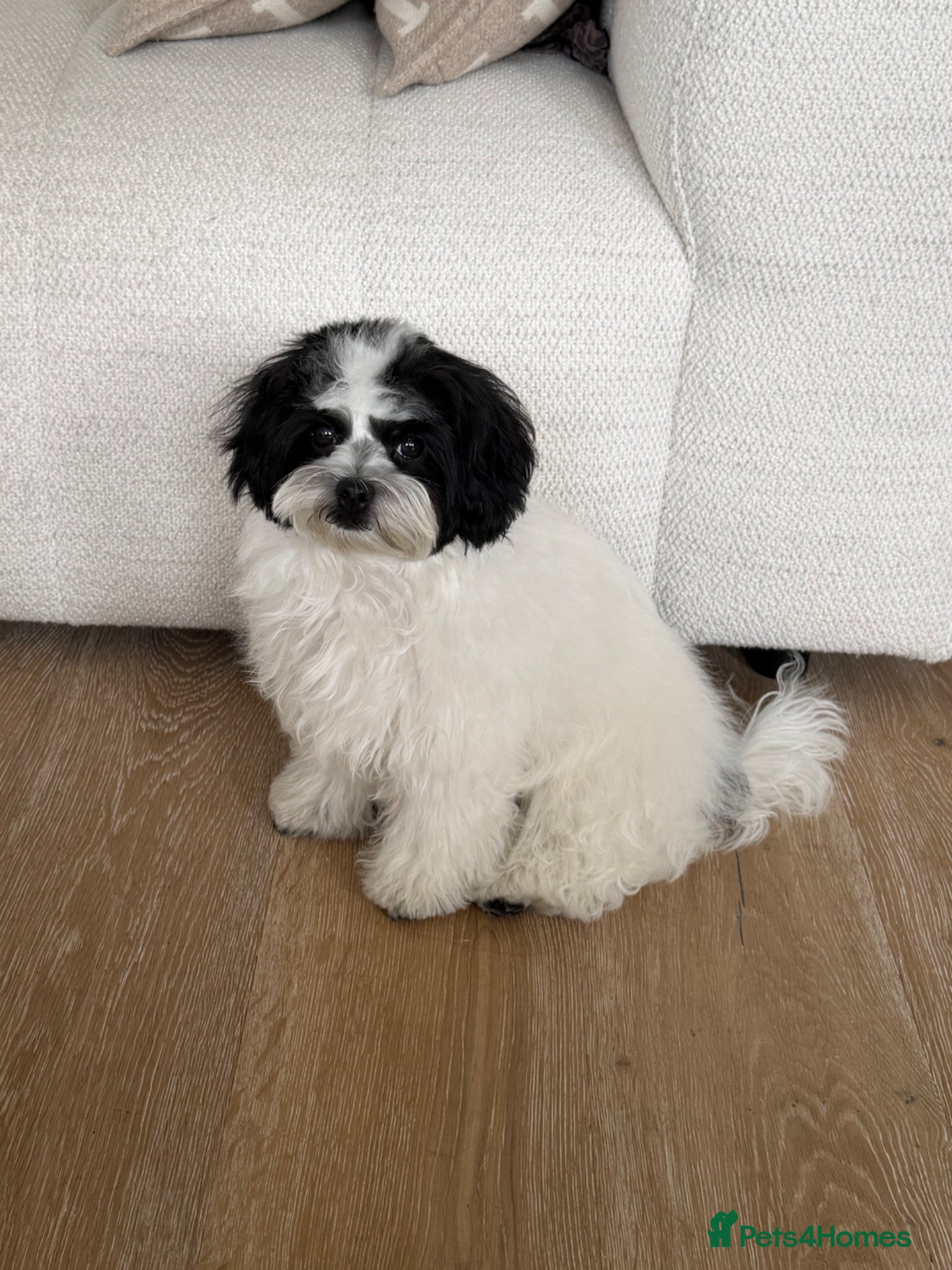 Maltipoo dogs Beautiful Maltipoo puppy in a RARE colour - Advert 8