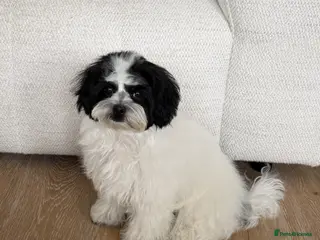 Maltipoo dogs Beautiful Maltipoo puppy in a RARE colour - Advert 8