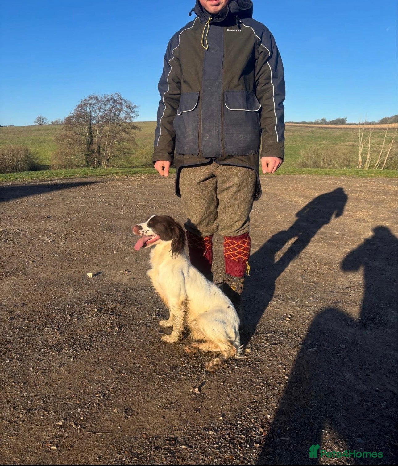 English Springer Spaniel dogs Working Pure Springer Spaniel Puppies  - Advert 2
