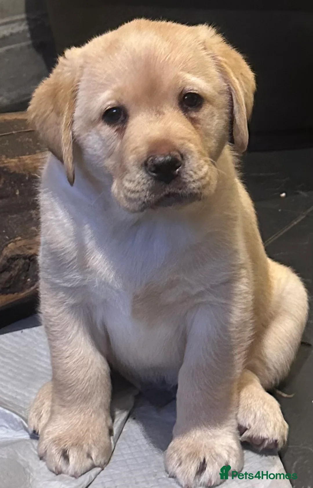 Labrador Retriever dogs for sale: Show bred chunky pups  - Advert 5