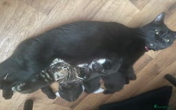 Domestic Shorthair cats for sale: Kittens - Image 6