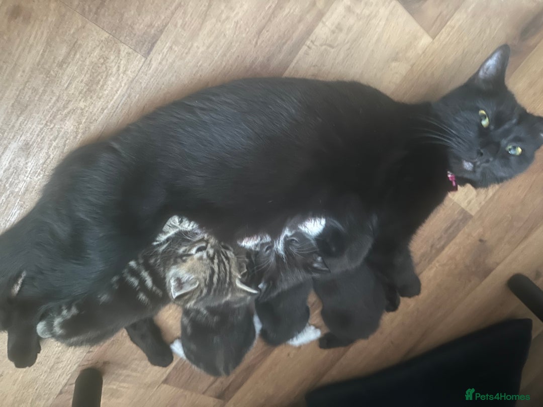 Domestic Shorthair cats for sale: Kittens - Image 6