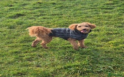 Pomapoo dogs for sale: Toy poodle x pomapoo  - Image 5