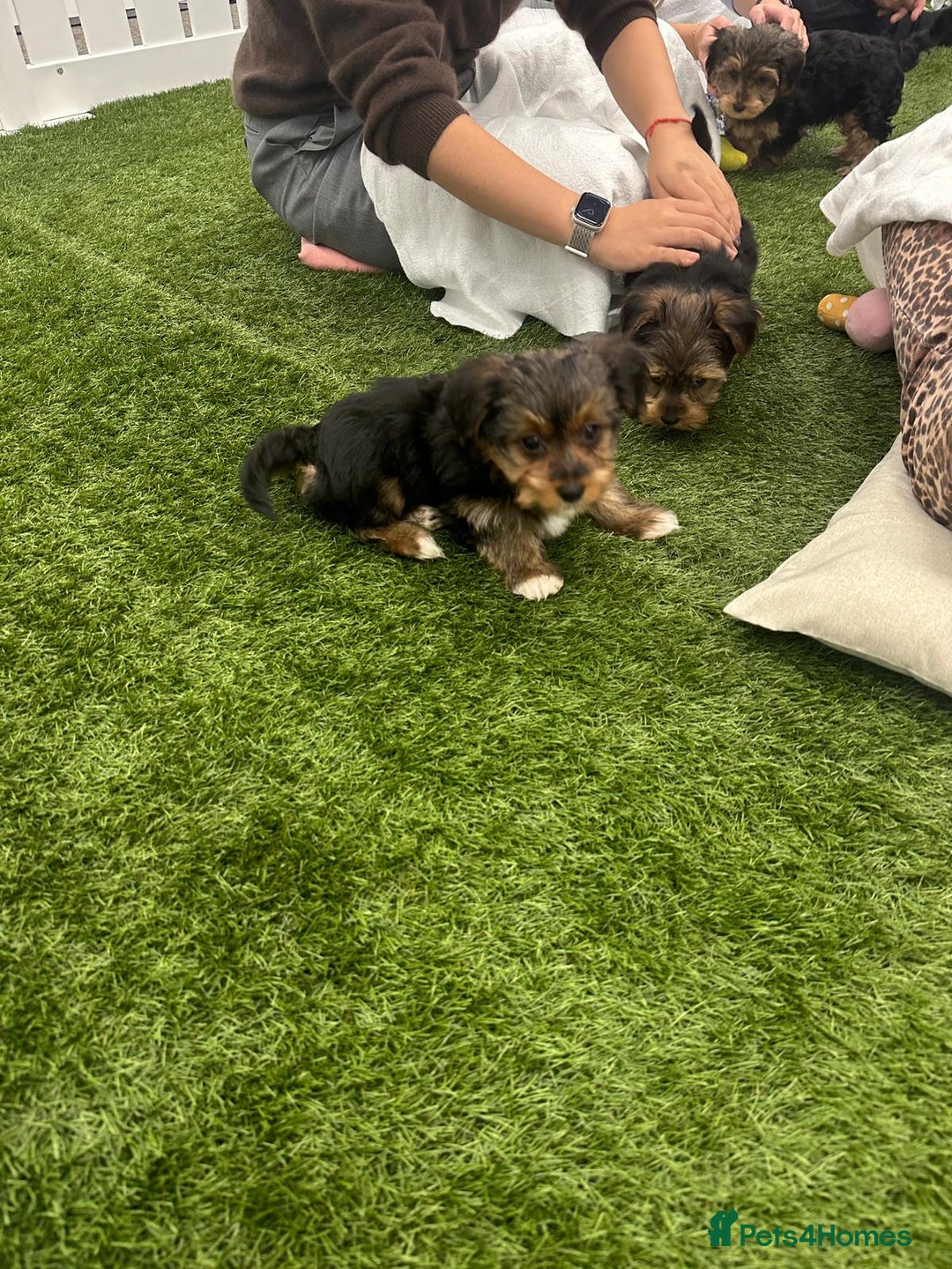 Yorkshire Terrier dogs for sale: 7 male Yorkshire terriers ready to leave.  - Image 29