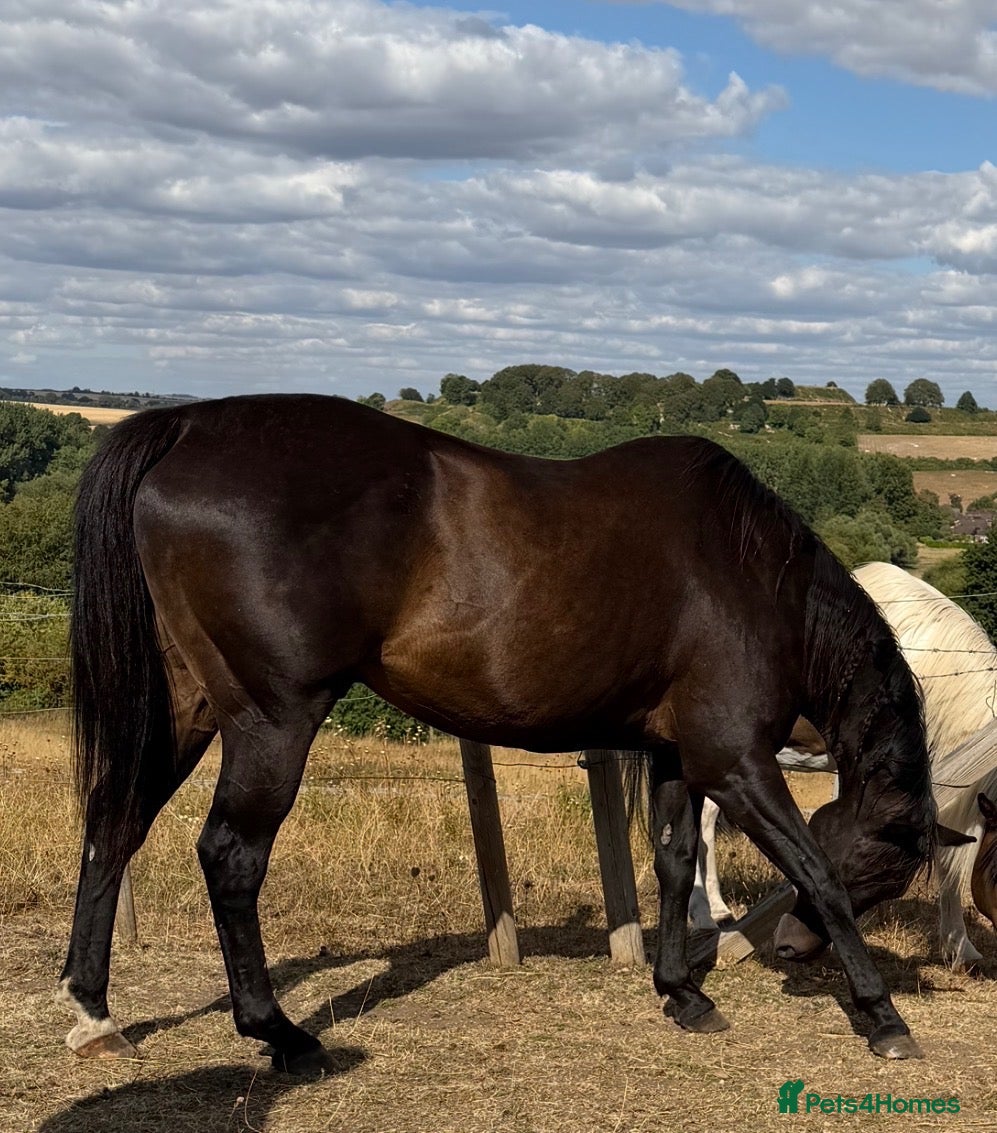 British Warmblood horses Horse for sale  - Advert 3