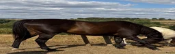 British Warmblood horses for sale: Horse for sale  - Advert 1
