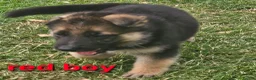 German Shepherd dogs for sale: 8 BIG German Shepherd Puppies  - Advert 5