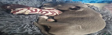 Whippet 5