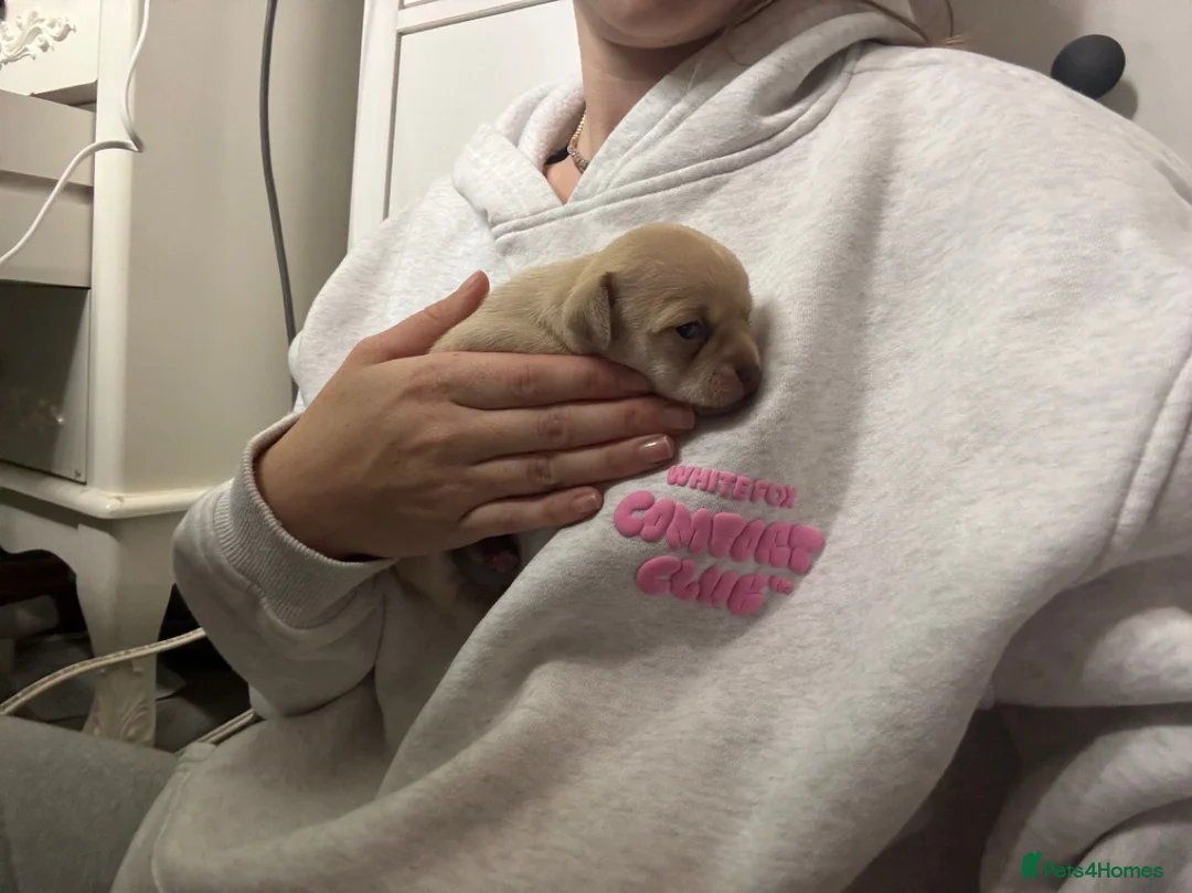 Chihuahua dogs for sale: Fluffy chihuahua girl 8 weeks old  - Advert 15