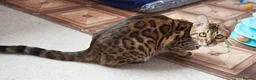 Bengal cats for sale: Superb TICA Active Reg Girl - Advert 13