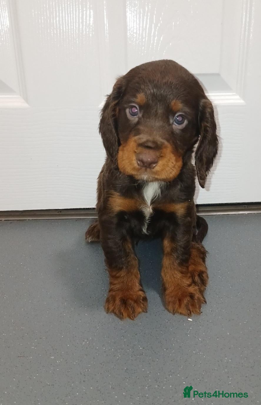 Cocker Spaniel dogs 4 beautiful cocker spaniel puppies for sale - Advert 17