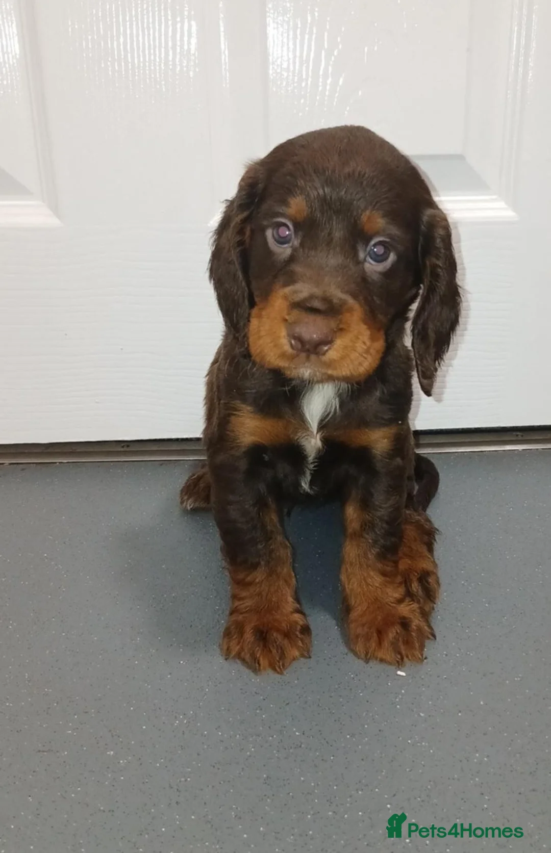 Cocker Spaniel dogs for sale: 4 beautiful cocker spaniel puppies for sale - Advert 1