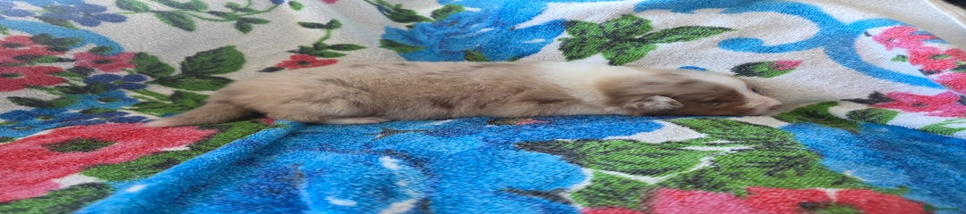 Australian Shepherd Puppy 10