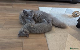 British Shorthair cats for sale: British Shorthair  - Image 7
