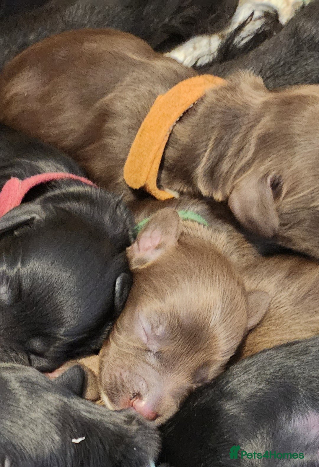 Cocker Spaniel dogs for sale: Cocker Spaniel Puppies (Leave December 1st🎄🐕💖) - Image 17