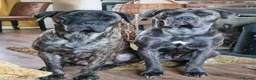 Cane Corso dogs for sale: Reluctantly rehoming my Beautiful Cane Corso - Advert 1