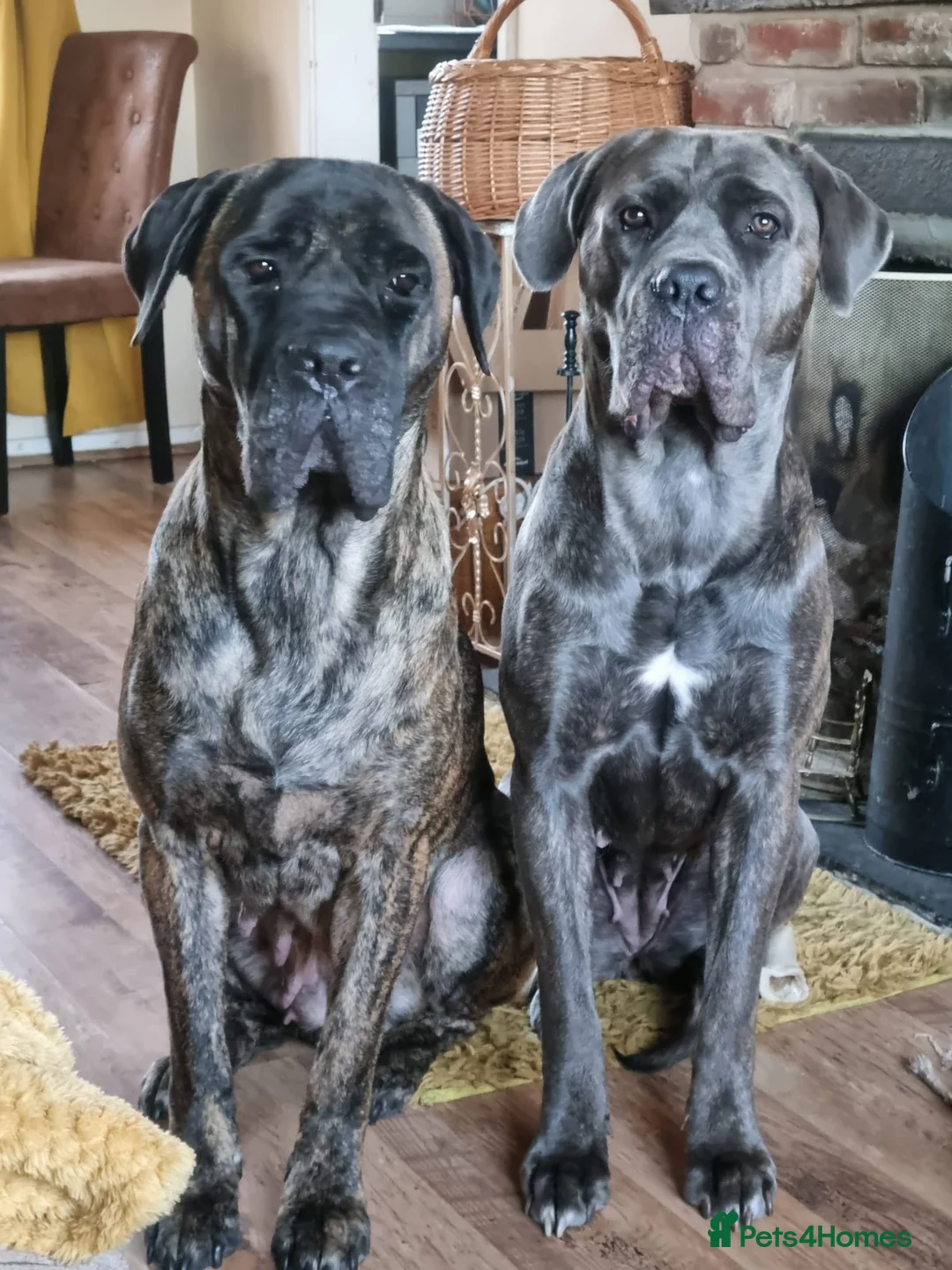 Cane Corso dogs for sale: Reluctantly rehoming my Beautiful Cane Corso - Advert 1