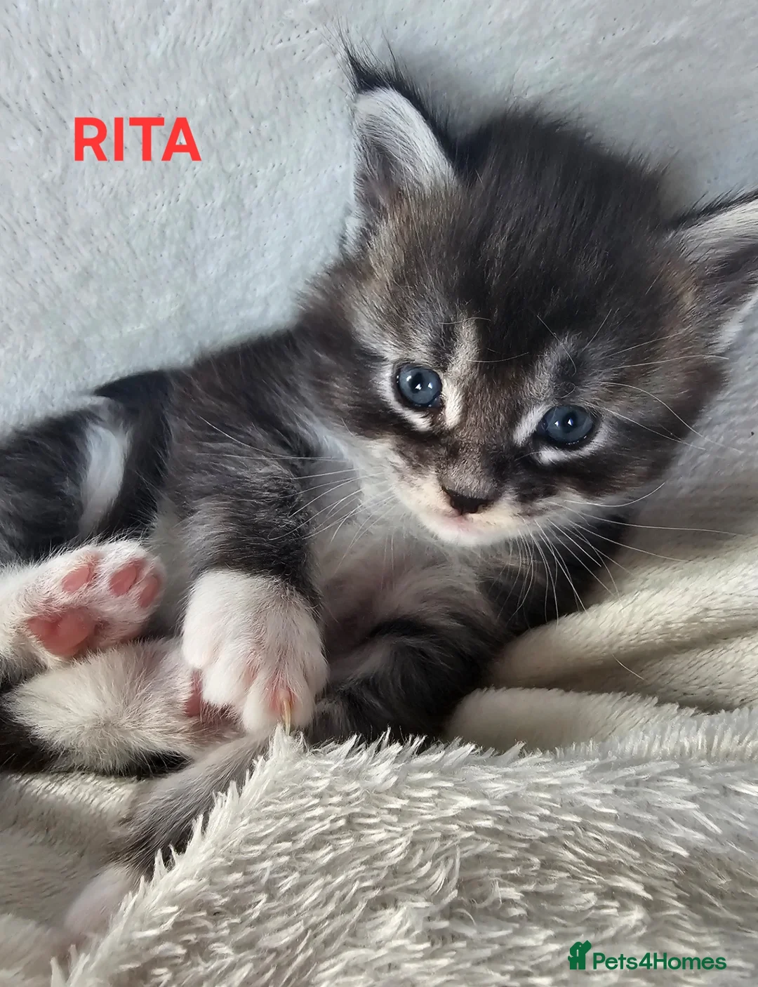 Maine Coon cats for sale: Champion bloodline maine coon kittens TICA - Advert 29