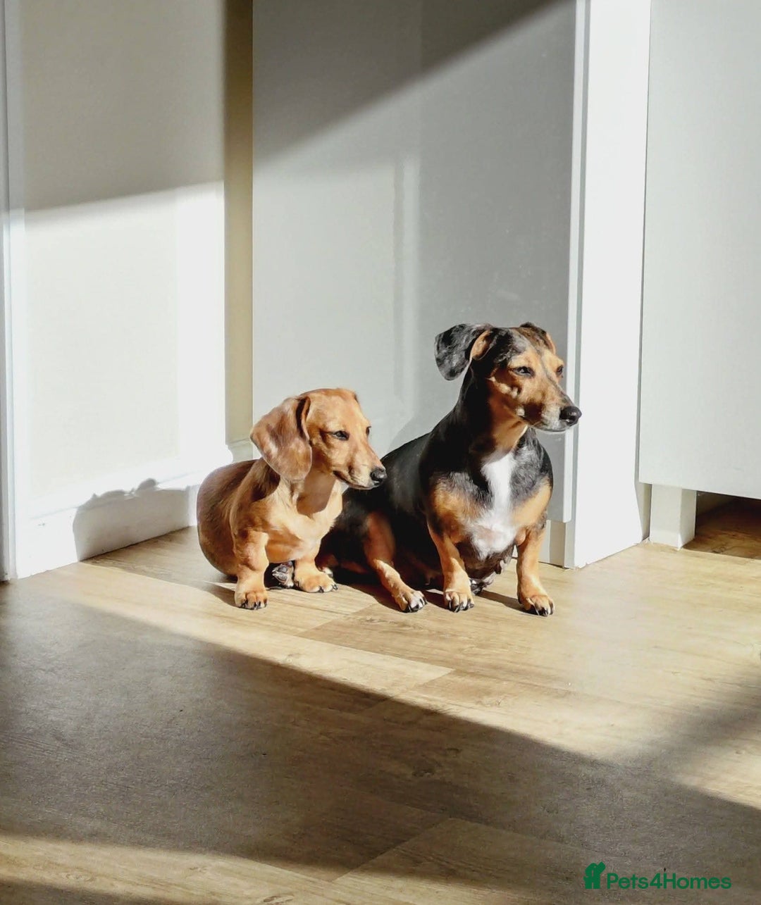 Miniature Dachshund dogs for sale: 7 month shaded cream dapple girl -read in full pls - Advert 3