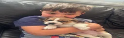 Beagle dogs for sale: Stunning Beagle puppies  - Advert 19