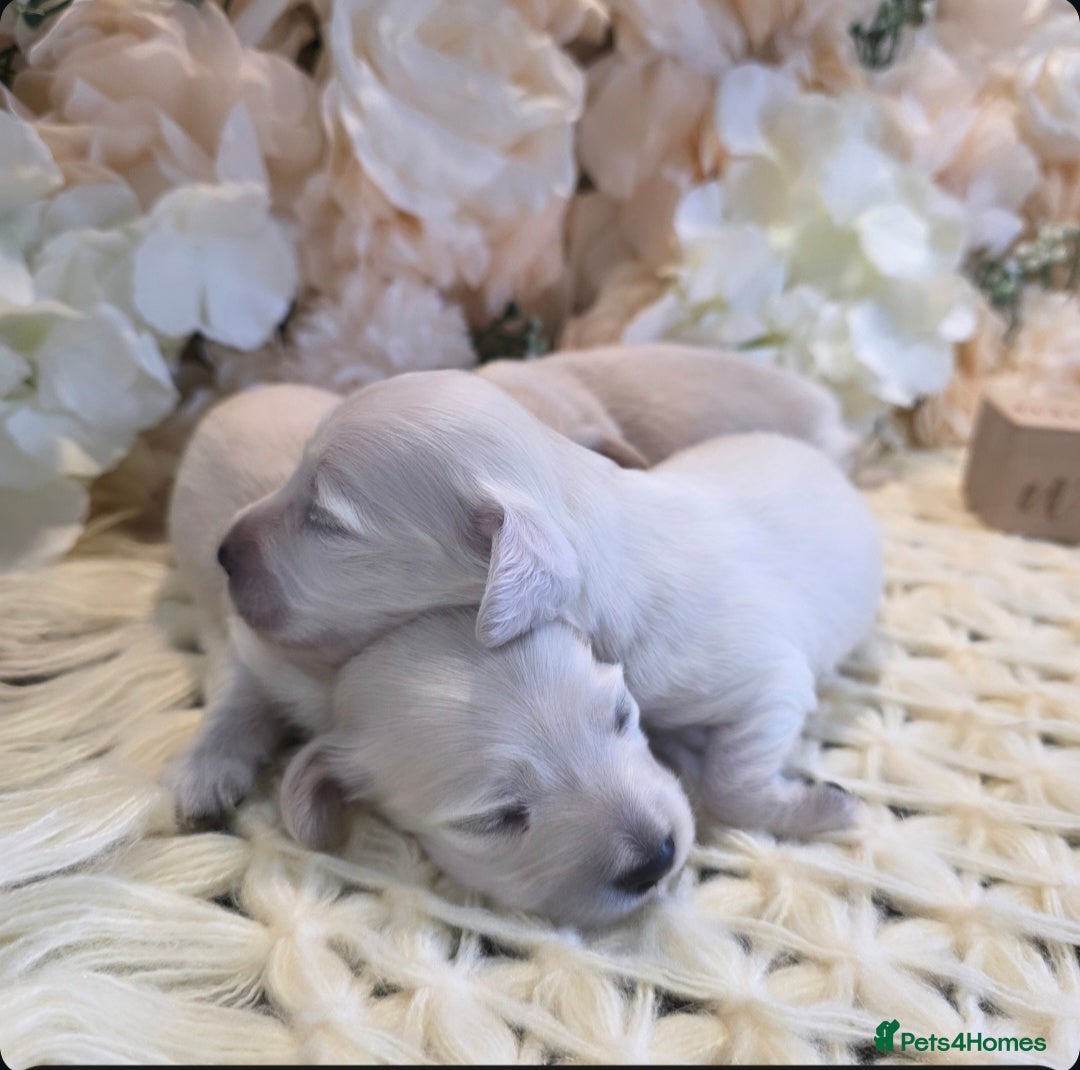 Miniature Dachshund dogs Exceptional KC Clear Cream longcoat puppies - Advert 8