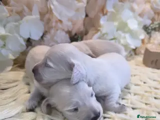 Miniature Dachshund dogs Exceptional KC Clear Cream longcoat puppies - Advert 1