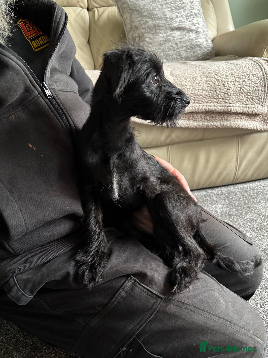 Mixed Breed dogs for sale: Bed Italian greyhound x miniature poodle  - Advert 8