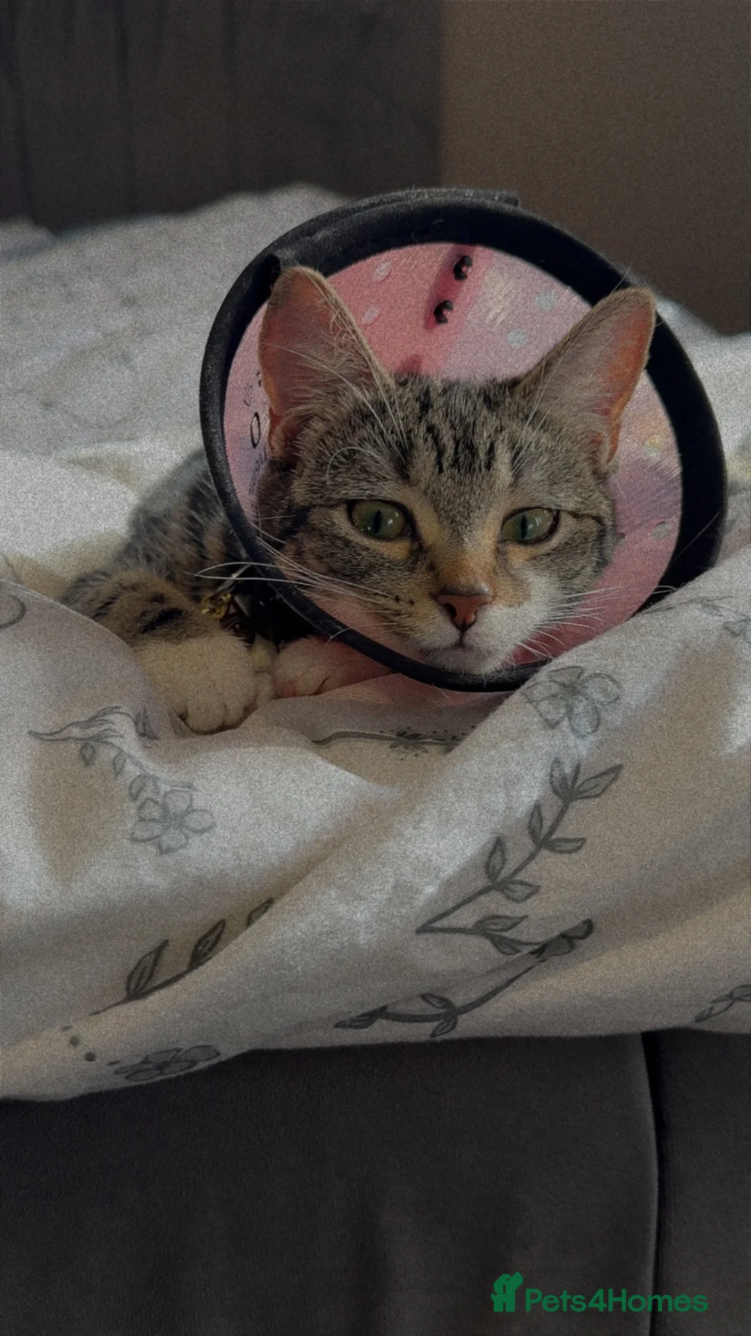 Mixed Breed cats for sale: Lucy  in Manchester - Advert 2