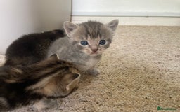 Munchkin cats for sale: Munchkin kittens for sale - Image 11
