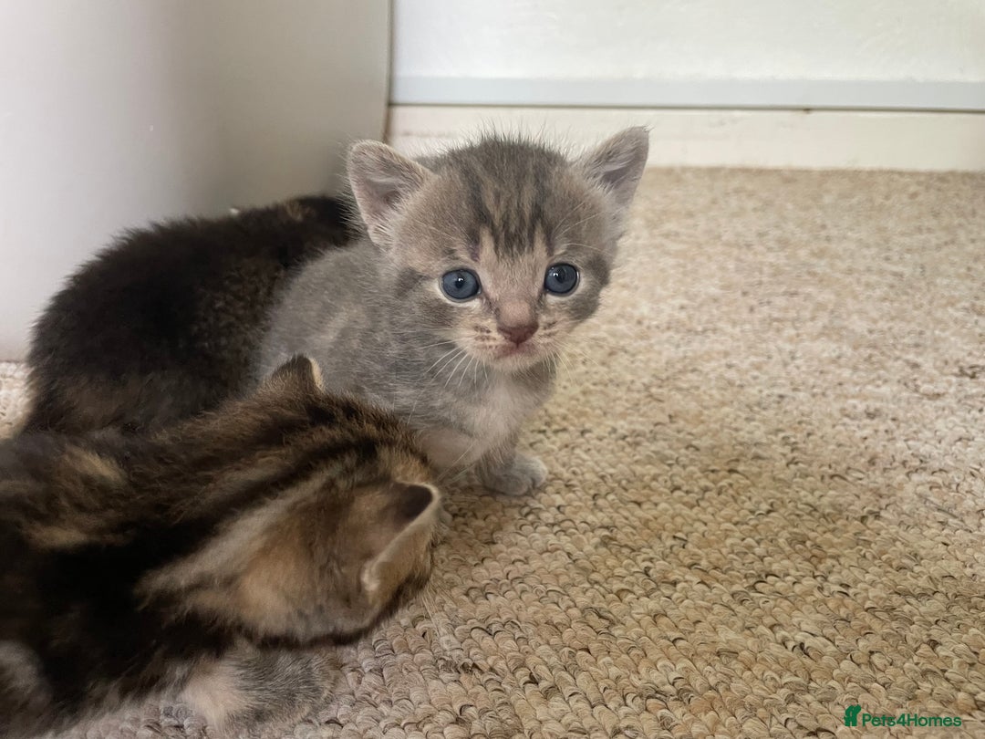 Munchkin cats for sale: Munchkin kittens for sale - Image 11