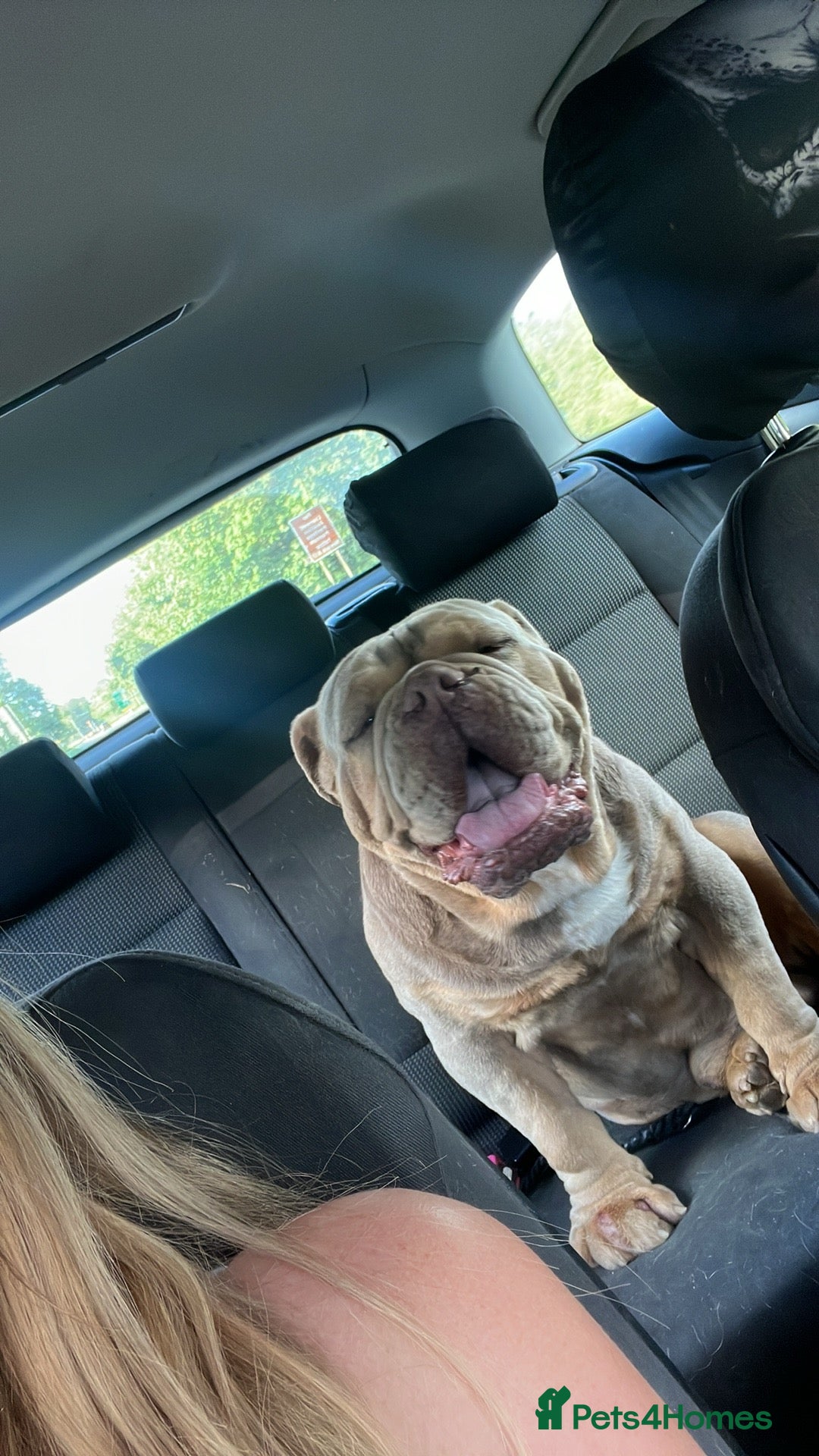 English Bulldog dogs for sale: Kruger the English bulldog - Advert 10