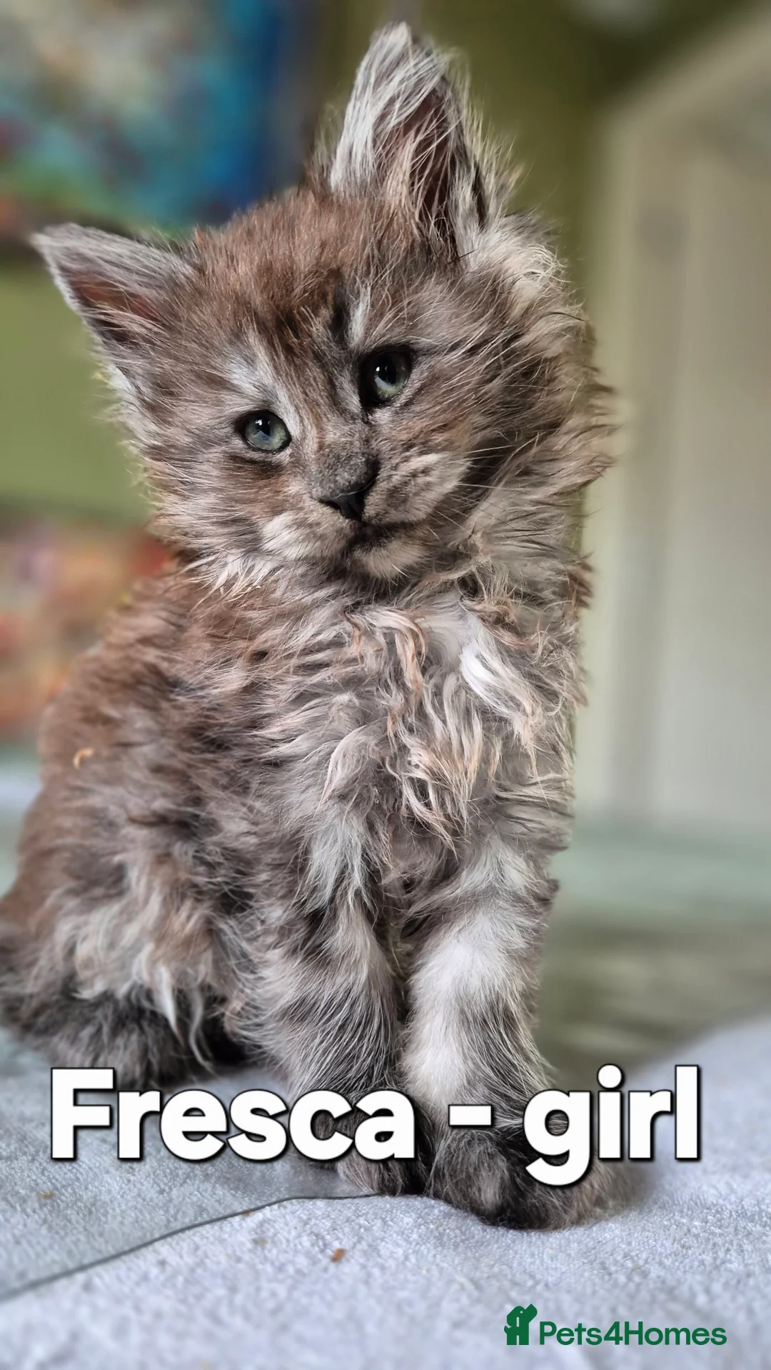 Maine Coon cats for sale: Maine Coon Kittens | TICA Parents | Health Tested - Advert 5