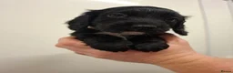 Cocker Spaniel dogs for sale: Black cocker spaniel puppies  - Advert 13